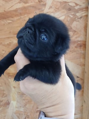 Les chiots de Carlin