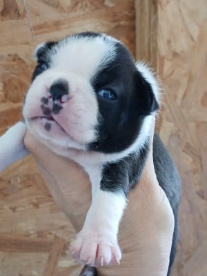 Les chiots de Boston Terrier