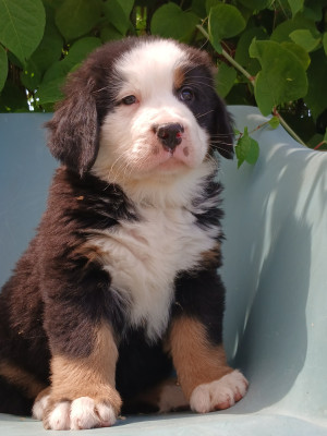 Les chiots de Bouvier Bernois