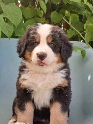 Les chiots de Bouvier Bernois