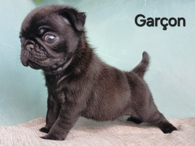 Les chiots de Carlin