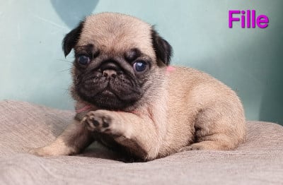Les chiots de Carlin
