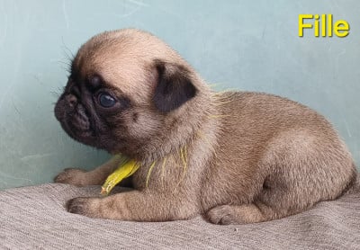 Les chiots de Carlin