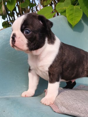 Les chiots de Boston Terrier