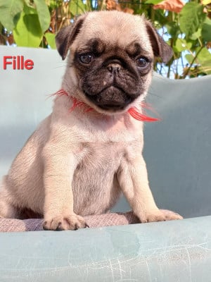 Les chiots de Carlin