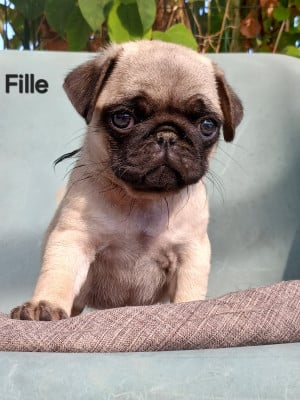 Les chiots de Carlin