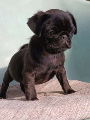 Les chiots de Carlin