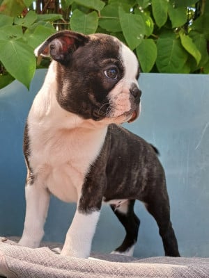 Les chiots de Boston Terrier