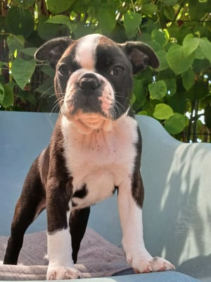 Les chiots de Boston Terrier