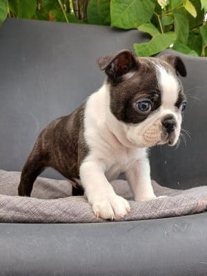 Les chiots de Boston Terrier