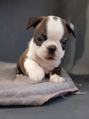 Les chiots de Boston Terrier
