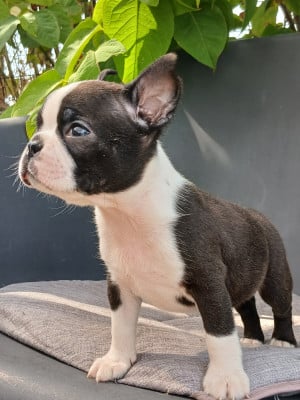 Les chiots de Boston Terrier