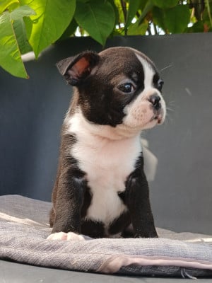 Les chiots de Boston Terrier