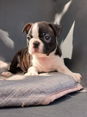 Les chiots de Boston Terrier