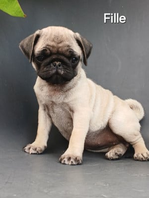 Les chiots de Carlin