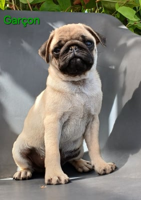 Les chiots de Carlin