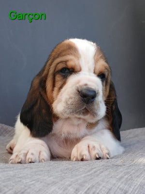 Les chiots de Basset Hound