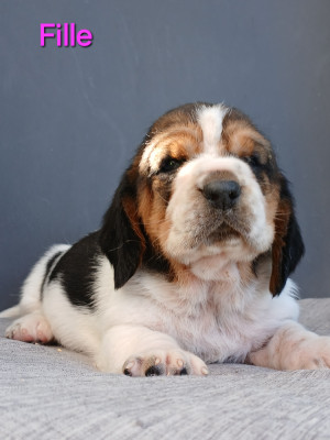 Les chiots de Basset Hound