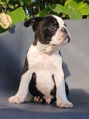 Les chiots de Boston Terrier