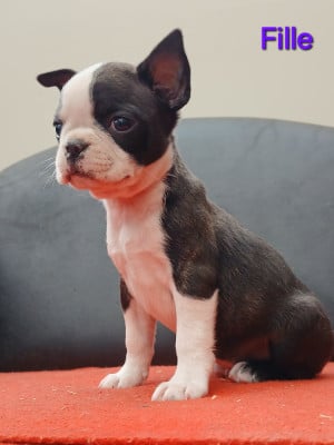 Les chiots de Boston Terrier