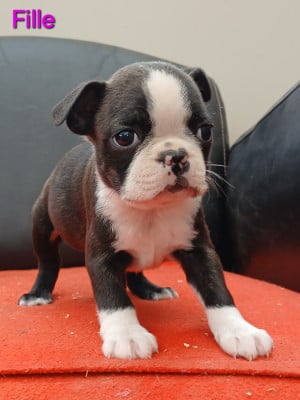 Les chiots de Boston Terrier