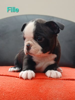 Les chiots de Boston Terrier