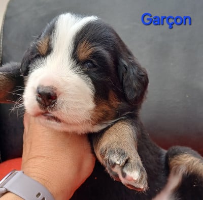 Chiot N°2 - Bouvier Bernois