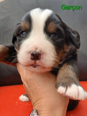 Chiot N°3 - Bouvier Bernois