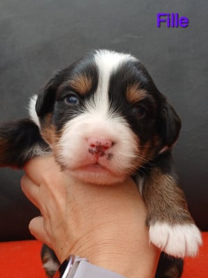 Chiot N°5 - Bouvier Bernois