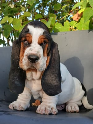 Les chiots de Basset Hound