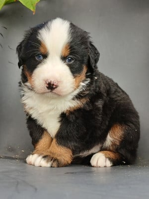 Les chiots de Bouvier Bernois
