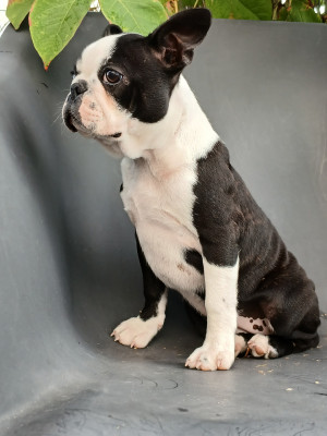 Les chiots de Boston Terrier
