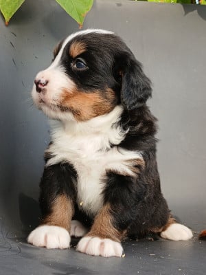 Les chiots de Bouvier Bernois
