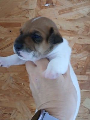 Jack Russell Terrier