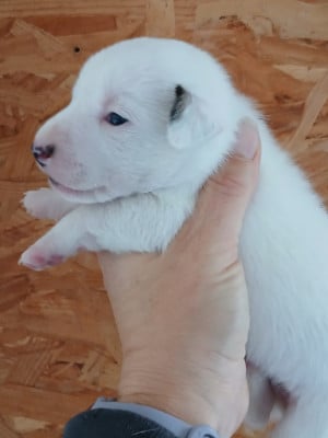 Les chiots de Jack Russell Terrier