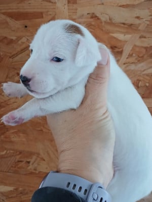 Les chiots de Jack Russell Terrier