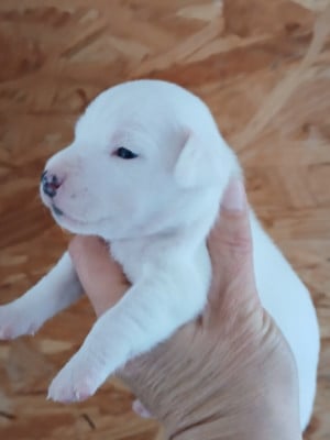 Les chiots de Jack Russell Terrier