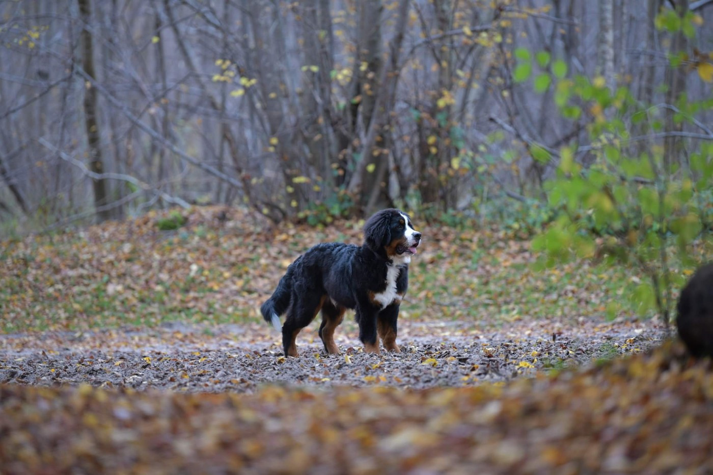 SYRIUS de l'attelage de rubis
