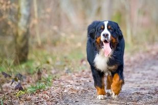 SYRIUS de l'attelage de rubis