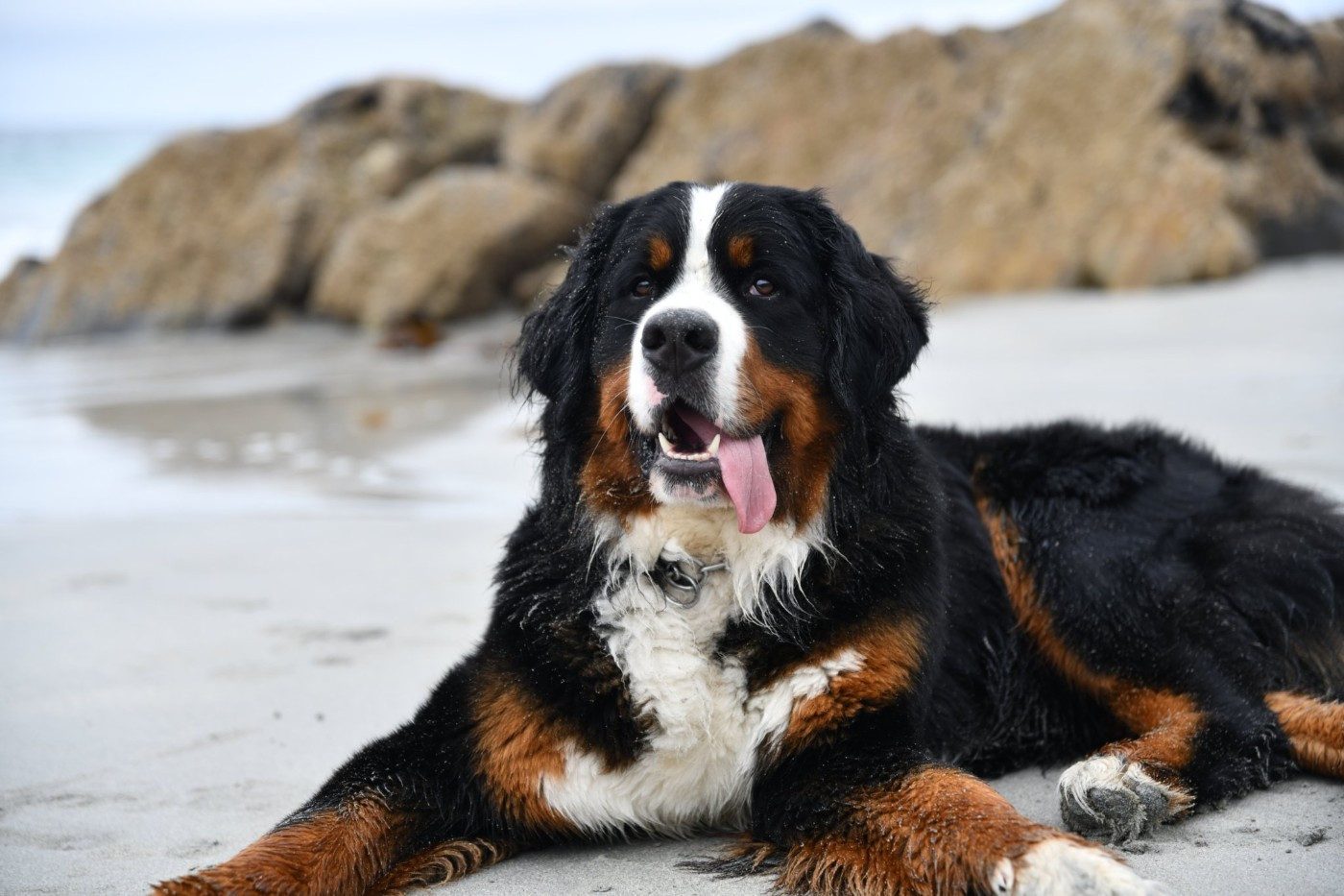 SYRIUS de l'attelage de rubis