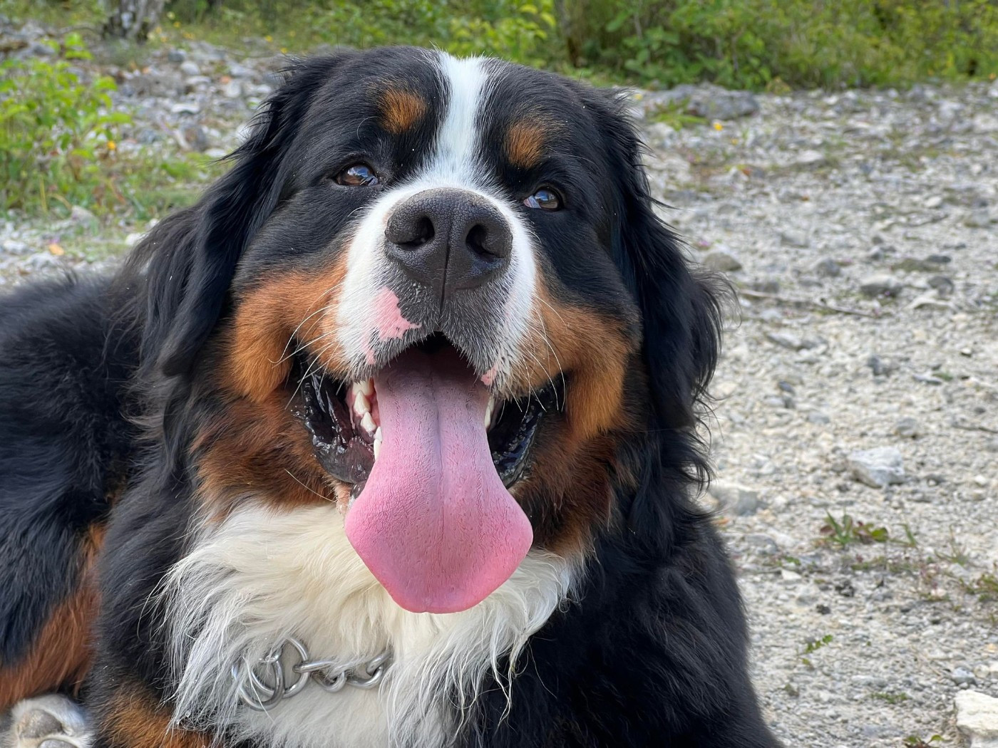 SYRIUS de l'attelage de rubis