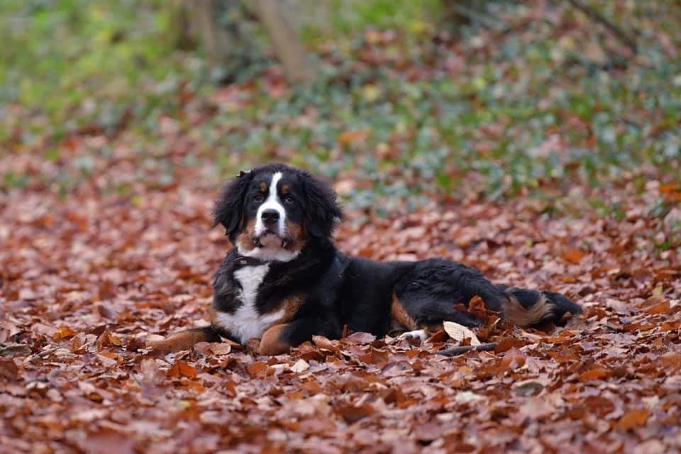 SYRIUS de l'attelage de rubis