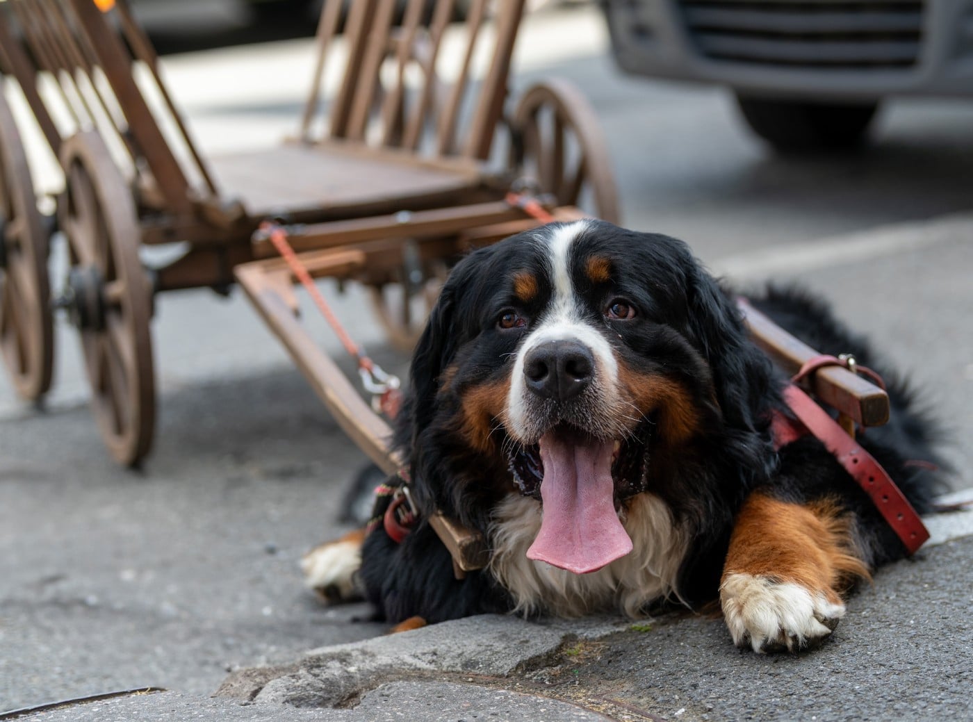 SYRIUS de l'attelage de rubis