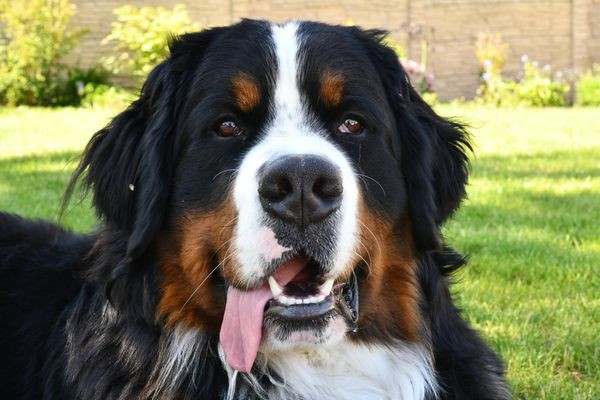 SYRIUS de l'attelage de rubis