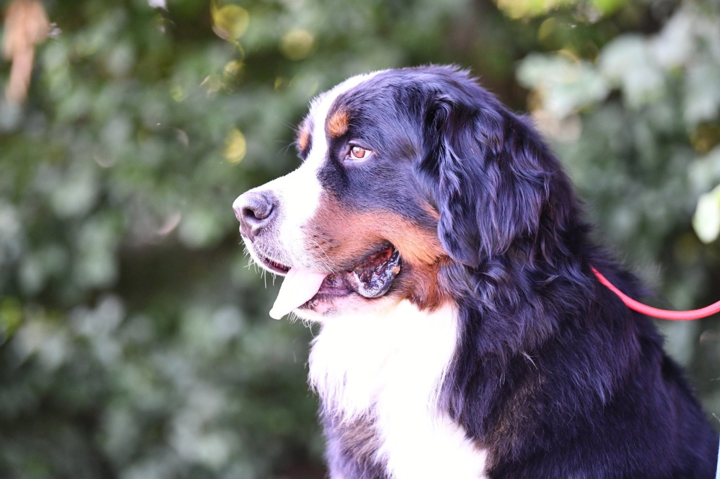 SYRIUS de l'attelage de rubis