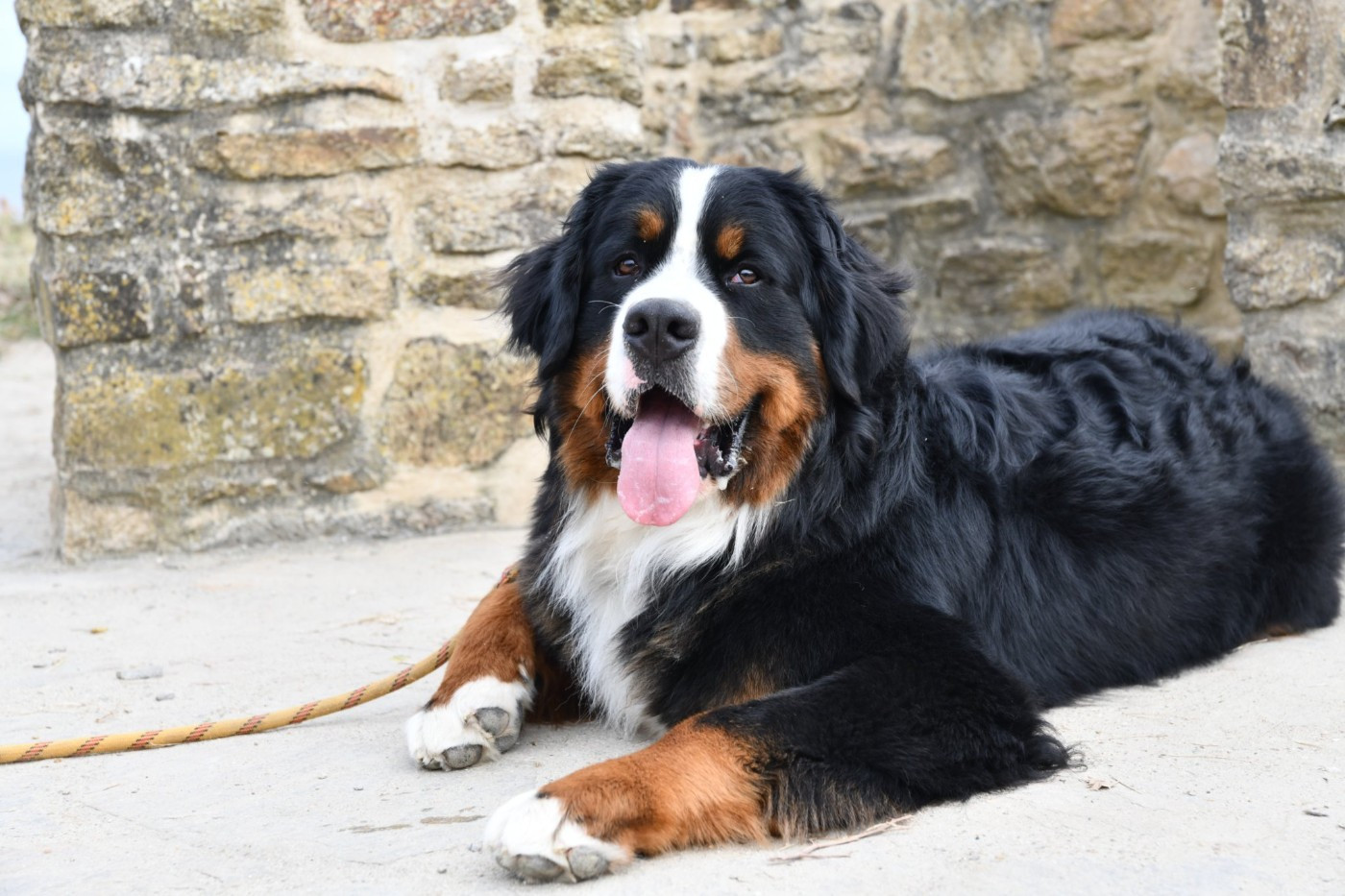 SYRIUS de l'attelage de rubis