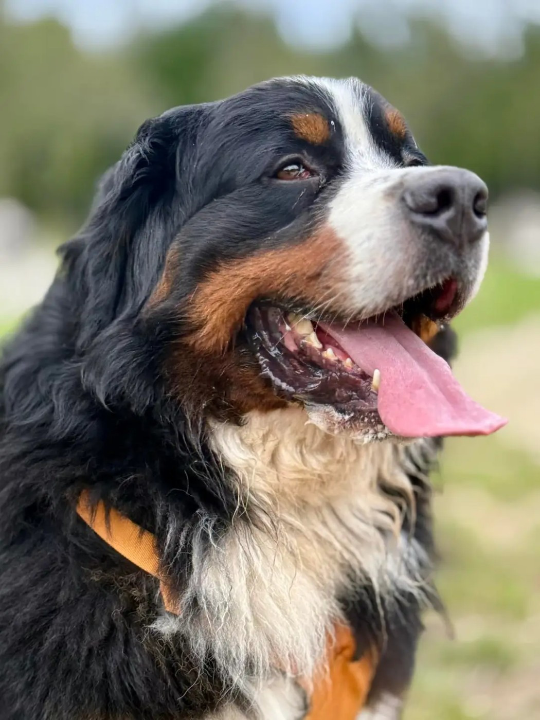 SYRIUS de l'attelage de rubis