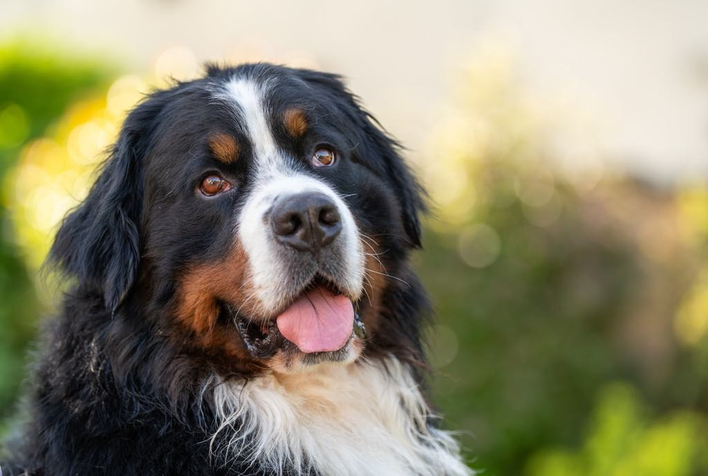 SYRIUS de l'attelage de rubis