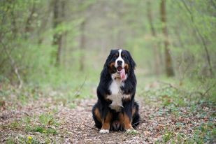 SYRIUS de l'attelage de rubis