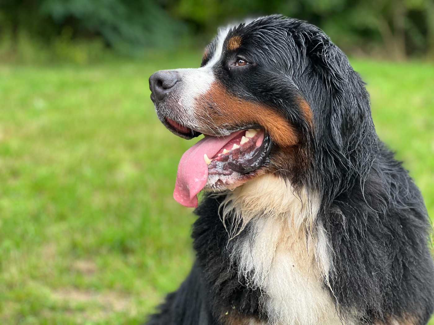 SYRIUS de l'attelage de rubis